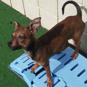 GRU -  Chihuahua Dog for Adoption in Fosters, Alabama - GRU | PetCurious