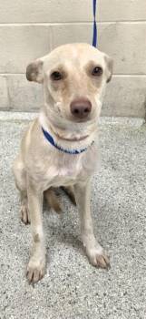 A432907 -  Chihuahua and Mixed Breed Dog for Adoption in Conroe, Texas - A432907 | PetCurious