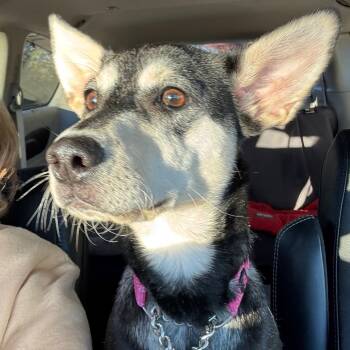 Rescue Siberian Husky and Mixed Breed Dogs for Adoption in Monroe, Michigan - Arwen | PetCurious