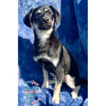 Butch -  Shepherd Dog for Adoption in Inglewood, California - Butch | PetCurious