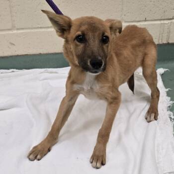 Rescue Mixed Breed Dogs for Adoption in Memphis, Tennessee - Abiline | PetCurious