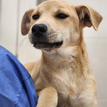 Monroe -  Mixed Breed Dog for Adoption in Auburn, Alabama - Monroe | PetCurious