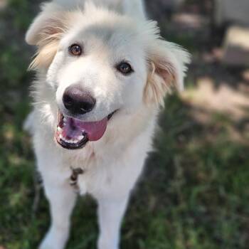 Neptune so il -  Great Pyrenees and Golden Retriever Dog for Adoption in Shiloh, Illinois - Neptune So Il | PetCurious