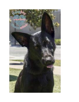 Rescue Dutch Shepherd Dogs for Adoption in Inglewood, California - Sweet Pea | PetCurious