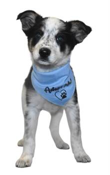 Australian Shepherd and Australian Cattle Dog Blue Heeler Dogs Available for Adoption in Springfield, Ohio - Maverick | PetCurious