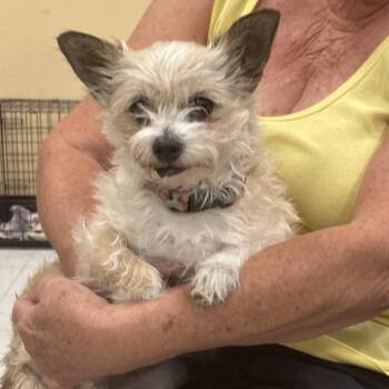 Maggie May OS NV -  Cairn Terrier Dog for Adoption in Las Vegas, Nevada - Maggie May OS NV | PetCurious