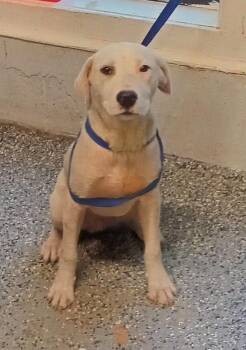 Labrador Retriever Dogs Available for Adoption in Mobile, Alabama - Richard | PetCurious