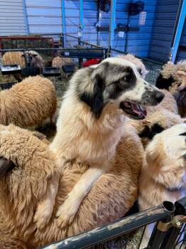 Great Pyrenees Dogs Available for Adoption - Badger | PetCurious