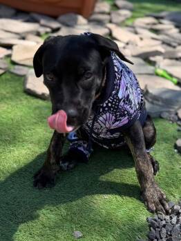 Mixed Breed Dogs Available for Adoption in Dunmore, Pennsylvania - Sally | PetCurious