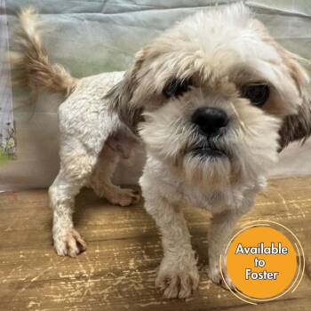 Orville -  Shih Tzu Dog for Adoption in Normal, Illinois - Orville | PetCurious