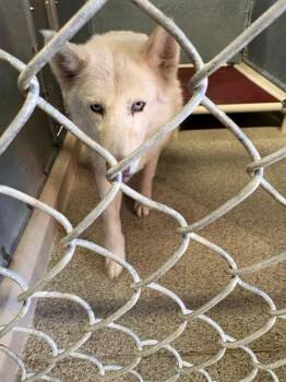 Husky Dogs Available for Adoption - Camilla | PetCurious