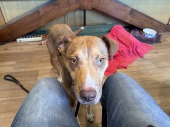 Tina -  Hound and Mixed Breed Dog for Adoption in Morristown, New Jersey - Tina | PetCurious