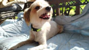 Tennis Shoe -  Maltese and Miniature Poodle Dog for Adoption in New Baltimore, Michigan - Tennis Shoe | PetCurious