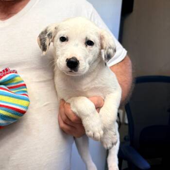 Doris -  Mixed Breed Dog for Adoption in Brentwood, Missouri - Doris | PetCurious
