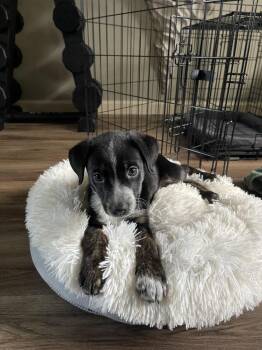 Border Collie and Australian Cattle Dog Blue Heeler Dogs Available for Adoption in Denver, Colorado - Cricket | PetCurious