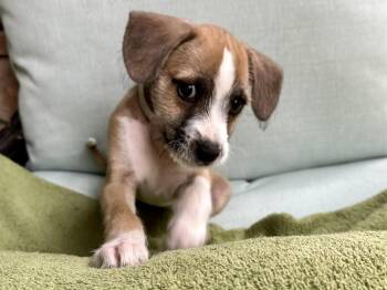 Marlin -  Jack Russell Terrier Dog for Adoption in Sedalia, Colorado - Marlin | PetCurious