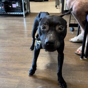 Rescue Pit Bull Terrier Dogs for Adoption in League City, Texas - Mazoria | PetCurious