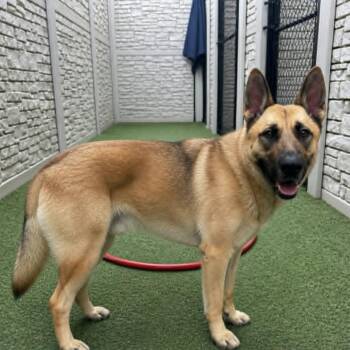 Martin -  Belgian Shepherd Malinois and German Shepherd Dog Dog for Adoption in Lucas, Texas - Martin | PetCurious