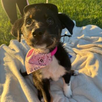 Rescue Australian Shepherd Dogs for Adoption in Baton Rouge, Louisiana - Pumpkin | PetCurious