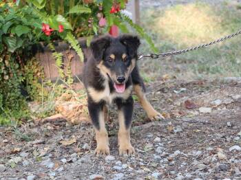 FINLEY -  Shetland Sheepdog Sheltie Dog for Adoption in Humboldt, Tennessee - FINLEY | PetCurious