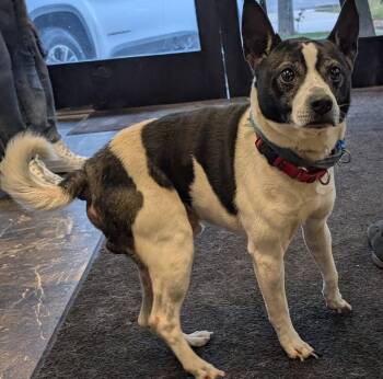 Rescue Rat Terrier Dogs for Adoption in Port Barrington, Illinois - Finnegan | PetCurious