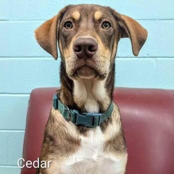 Cedar -  Alaskan Malamute and Australian Shepherd Dog for Adoption in Williston, Vermont - Cedar | PetCurious