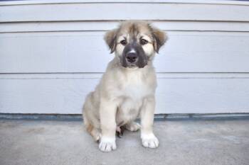 Rescue Great Pyrenees and Pit Bull Terrier Dogs for Adoption in Frisco, Texas - Tyler | PetCurious