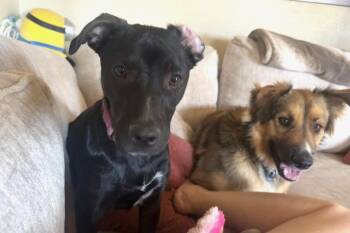 Labrador Retriever Dogs Available for Adoption in Tucson, Arizona - Jett | PetCurious