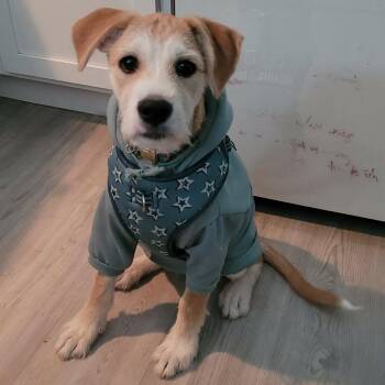 Terrier Dogs Available for Adoption in Austin, Texas - Sam TE | PetCurious