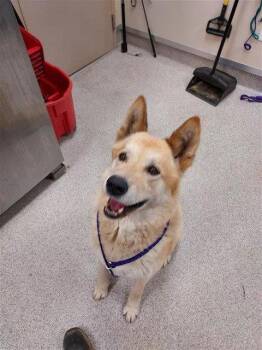 Chewie -  Akita Dog for Adoption in Elk Grove, California - Chewie | PetCurious