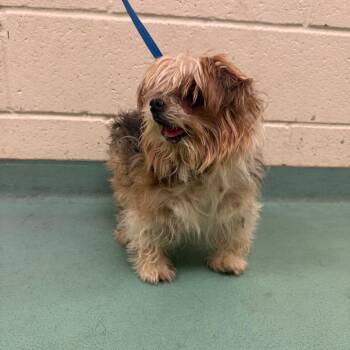 Otis -  Mixed Breed Dog for Adoption in Memphis, Tennessee - Otis | PetCurious