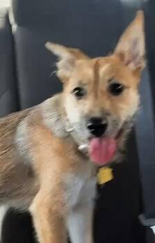Kiwi -  Shepherd and Terrier Dog for Adoption in Oakland Park, Florida - Kiwi | PetCurious