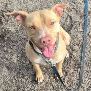 Buddy -  Terrier Dog for Adoption in Umatilla, Florida - Buddy | PetCurious