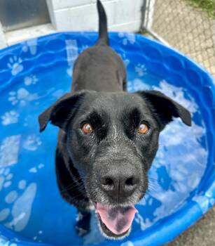 Lucky Havard -  Labrador Retriever and Australian Cattle Dog Blue Heeler Dog for Adoption in Rockaway, New Jersey - Lucky Havard | PetCurious