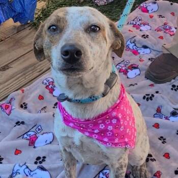 Cattle Dog and Rat Terrier Dogs Available for Adoption - Mirri | PetCurious