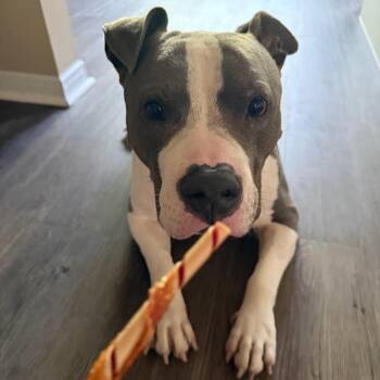 Enzo -  Pit Bull Terrier and American Staffordshire Terrier Dog for Adoption in Dallas, Texas - Enzo | PetCurious