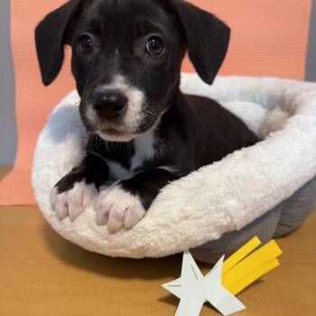 Labrador Retriever Dogs Available for Adoption in Newberg, Oregon - LaPerm | PetCurious