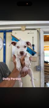 Johnny Cash, Willie Nelson, Dolly Parton -  Mixed Breed Dog for Adoption in Seaside Heights, New Jersey - Johnny Cash, Willie Nelson, Dolly Parton | PetCurious