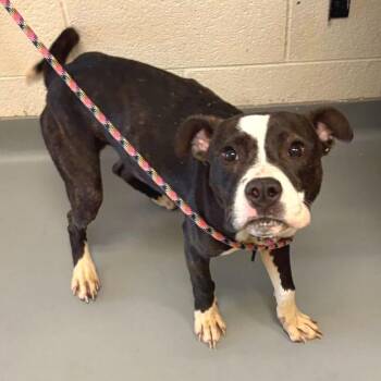 Mixed Breed Dogs Available for Adoption in Asheville, North Carolina - Blitz | PetCurious