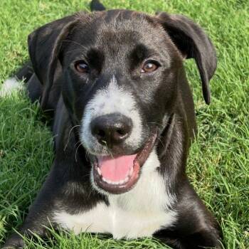 Maya -  Labrador Retriever Dog for Adoption in Krum, Texas - Maya | PetCurious