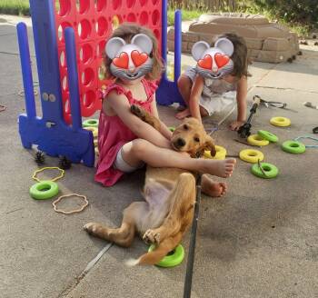 Sleepy -  Labrador Retriever Dog for Adoption in Evergreen, Colorado - Sleepy | PetCurious