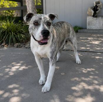Boba -  English Bulldog and Labrador Retriever Dog for Adoption in Lathrop, California - Boba | PetCurious