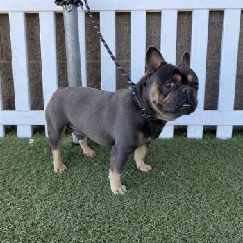 TANK -  French Bulldog Dog for Adoption in Modesto, California - TANK | PetCurious