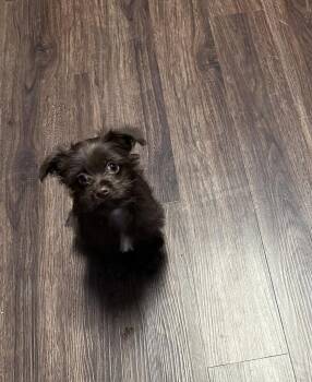 Poodle and Yorkshire Terrier Dogs Available for Adoption in Visalia, California - Cooper | PetCurious