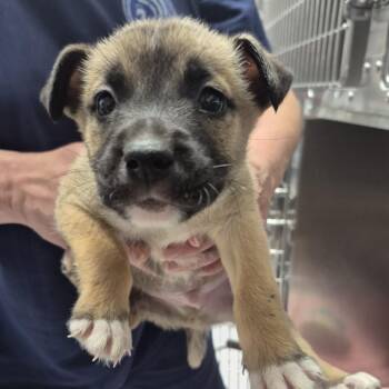 Sweet corn -  Pit Bull Terrier Dog for Adoption in Newark, New Jersey - Sweet Corn | PetCurious