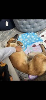 Rescue Belgian Shepherd Malinois Dogs for Adoption in Oviedo, Florida - Remi | PetCurious