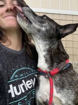 Bubby -  Terrier and Mixed Breed Dog for Adoption in Fishers, Indiana - Bubby | PetCurious