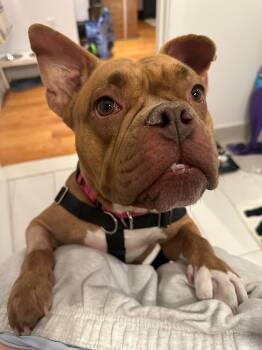 Ladybug -  Mixed Breed Dog for Adoption in Vassalboro, Maine - Ladybug | PetCurious