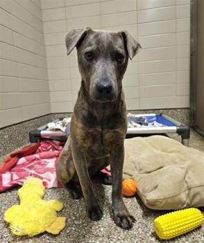 Pit Bull Terrier Dogs Available for Adoption - EVA | PetCurious