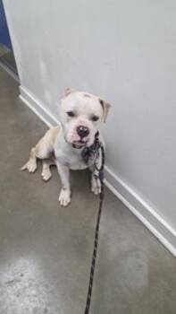 American Bulldog and Mixed Breed Dogs Available for Adoption in New Orleans, Louisiana - Wallace | PetCurious